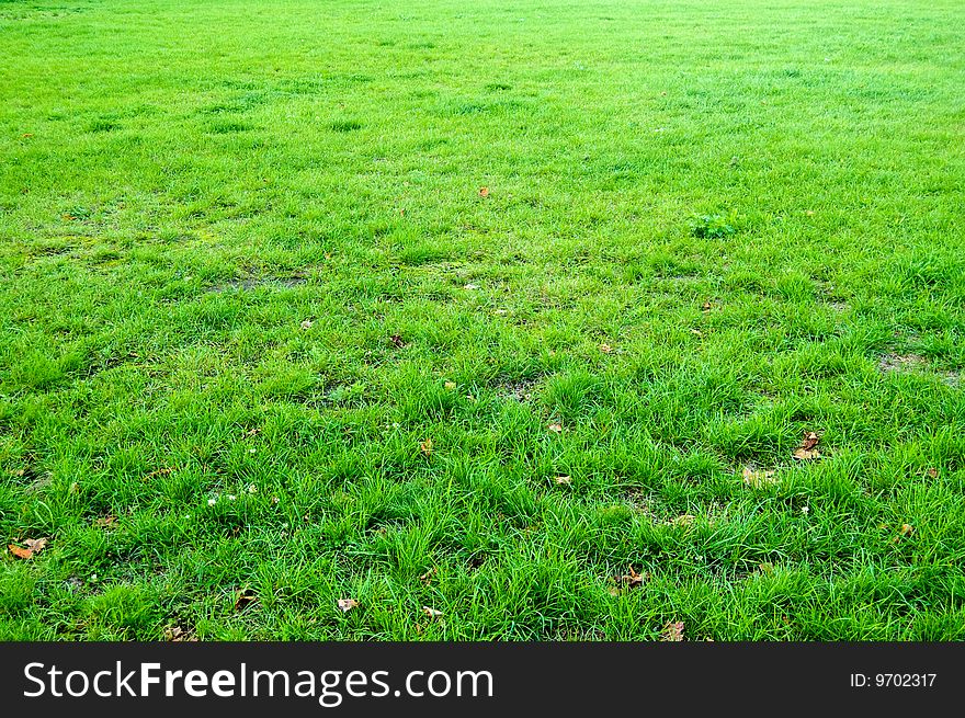 Abstract beautiful green grass background. Abstract beautiful green grass background