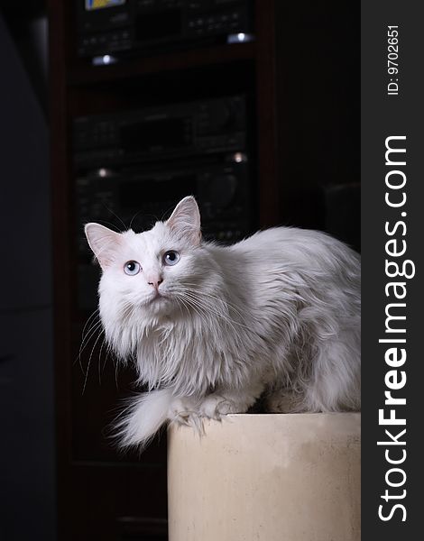 White cat in indoor portrait.