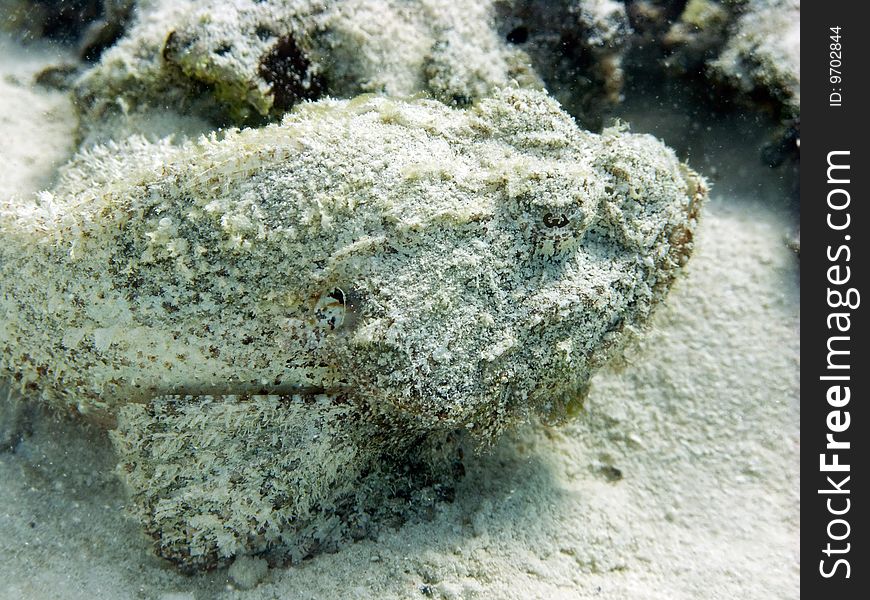 Even if is a false stonefish, this is a poisonous fish hidden near the coral reef. italian name: falso pesce pietra scientific name: Scorpaenopsis diabolus english name: False Stonefish
