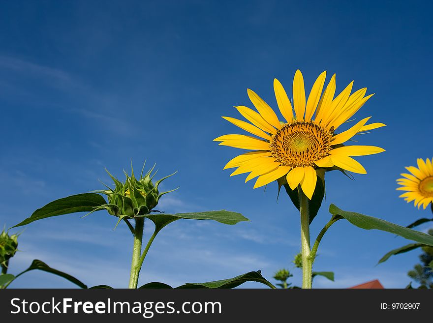 Sunflower in a field of sunflowers