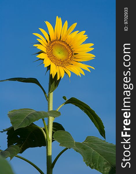 Sunflower in a field of sunflowers