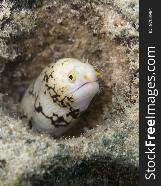 A very little moray eel hidden in polynesian coral reef. Italian name: murena marezzata scientific name: gymnothorax undulatus english name: undulated moray eel