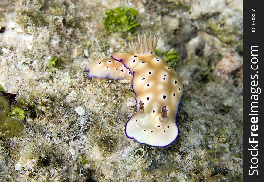 Nudibranch In Polynesia