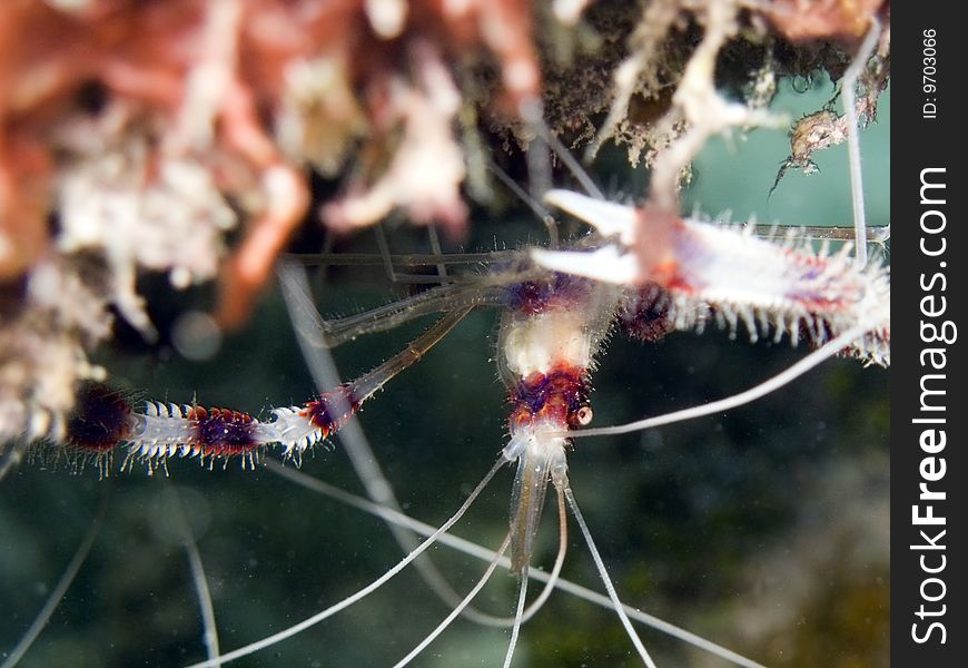 A very little shrimp, also called banded boxer shrimp Italian name: gamberetto pulitore a bande scientific name: stenopus hispidus english name: banded coral shrimp