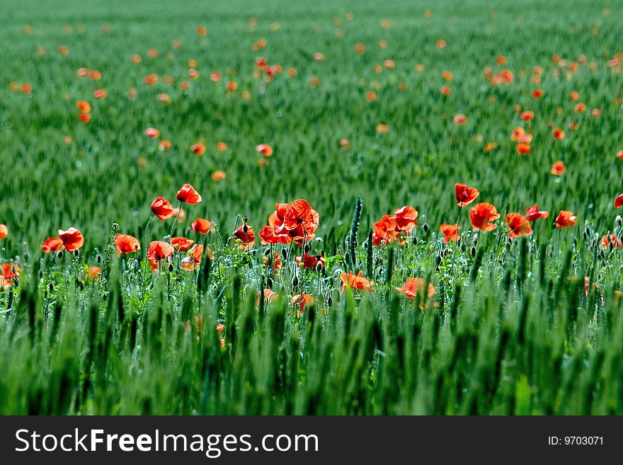 Red poppy on green field background. Red poppy on green field background.