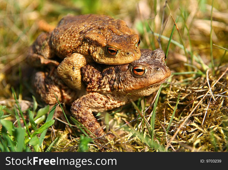 Frogs having sex in the mating season. Frogs having sex in the mating season