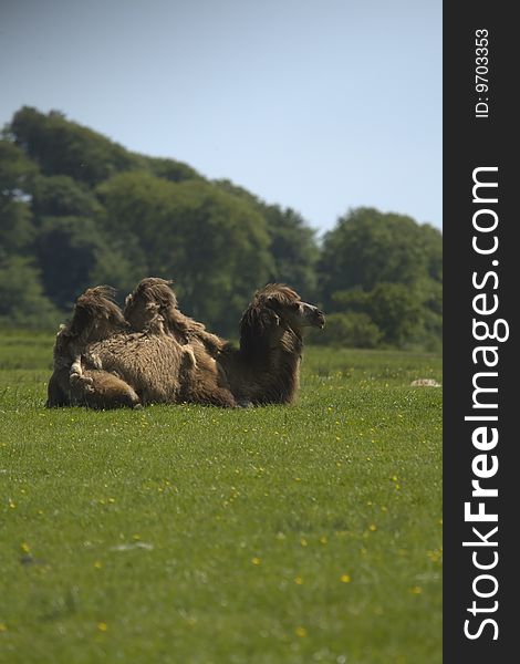 Camel sitting down in a field in the summer sunshine