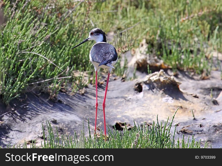 Black-Winged Stilt