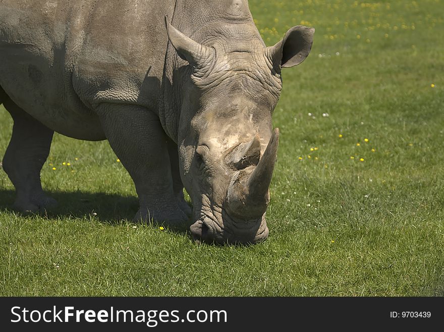 Rhinocerous munching on grass in a field.