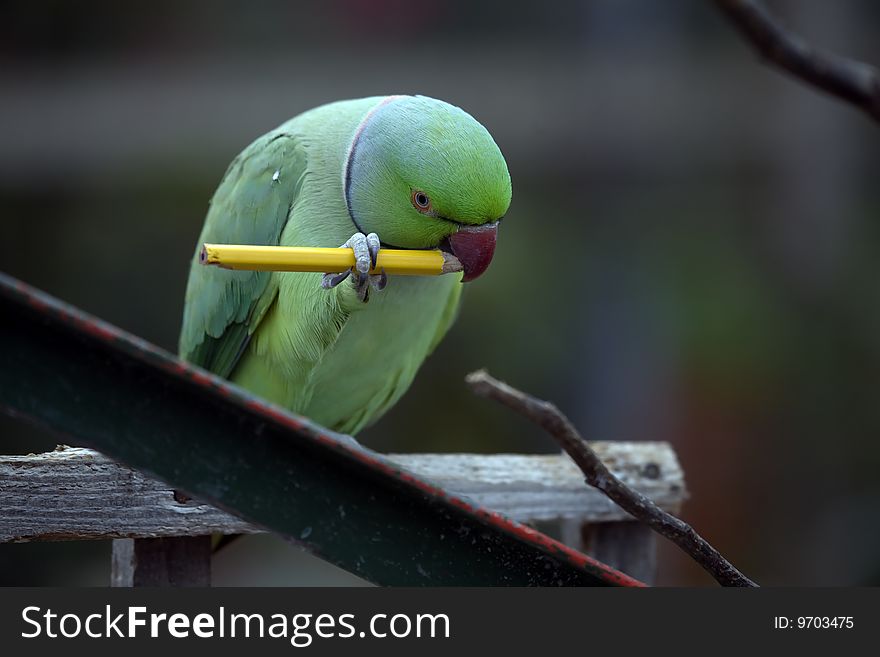 Parrot chewing a pencil whilst pondering what to write. Parrot chewing a pencil whilst pondering what to write.