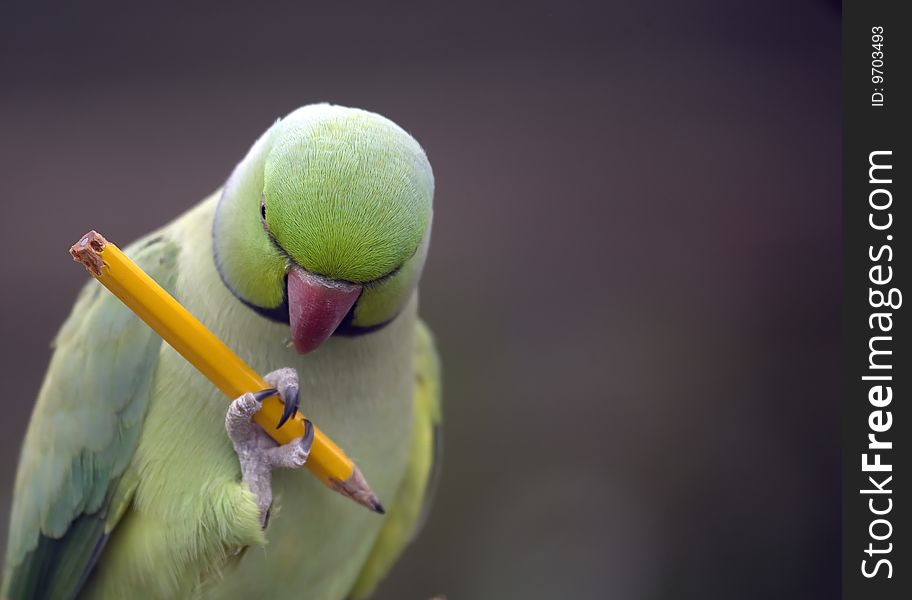 Parrot holding a pencil whilst pondering what to write. Parrot holding a pencil whilst pondering what to write.