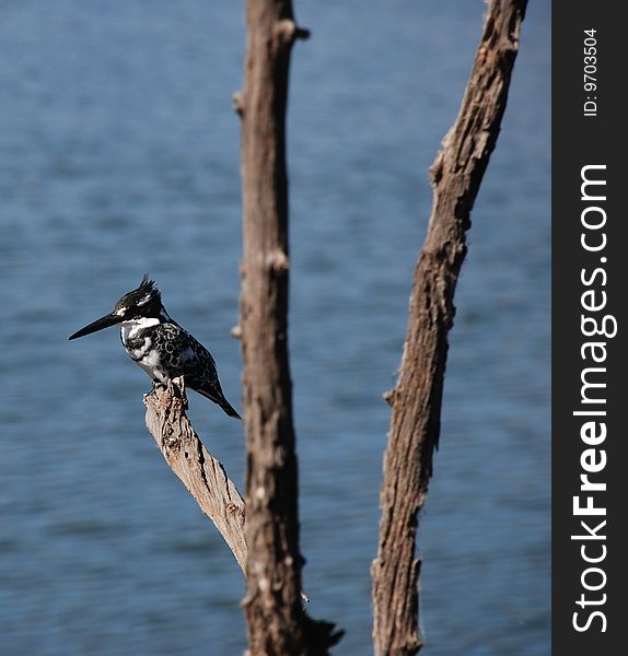 Pied Kingfisher photographed in the Pilanesberg Nature Reserve in South Africa. May 2009