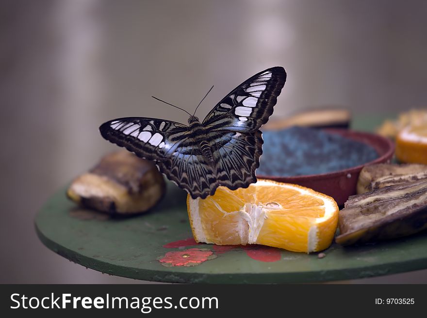 Parthenos Sylvia Butterfly resting on a plate of fruit prior to taking off