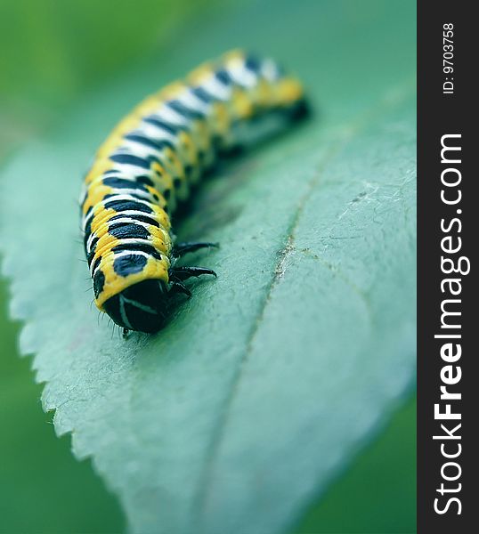 Caterpillar creeping on sheet.Siberia, the end of spring