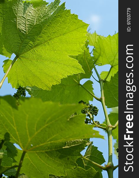 Grape leaves across the blue sky. Grape leaves across the blue sky