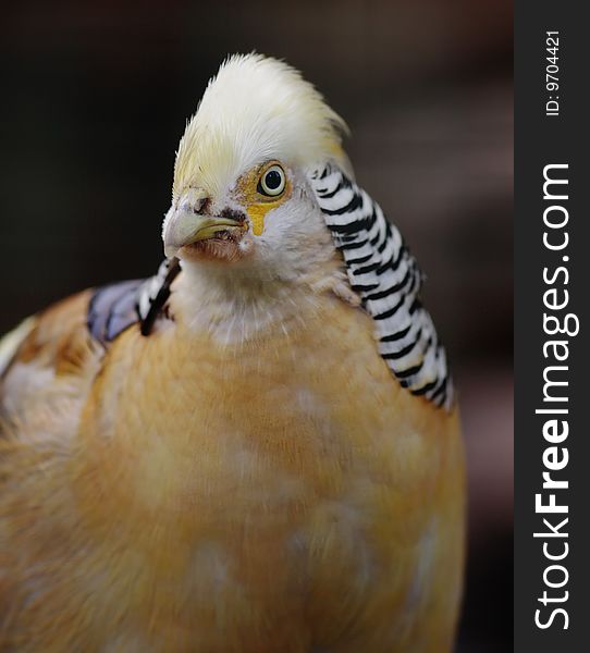 Golden pheasant. Narrow depth of field.