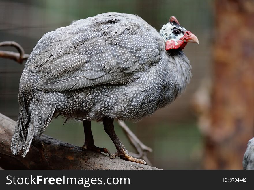 Guinea-fowl sitting on the branch. Guinea-fowl sitting on the branch.