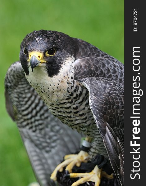 The Peregrine Falcon (Falco peregrinus), also known simply as the Peregrine,and historically as the Duck Hawk in North America, is a cosmopolitan bird of prey in the family Falconidae. It is a large, crow-sized falcon, with a blue-gray back, barred white underparts, and a black head and moustache. It can reach speeds over 320 km/h (200 mph) in a stoop, making it the fastest animal in the world. The Peregrine Falcon (Falco peregrinus), also known simply as the Peregrine,and historically as the Duck Hawk in North America, is a cosmopolitan bird of prey in the family Falconidae. It is a large, crow-sized falcon, with a blue-gray back, barred white underparts, and a black head and moustache. It can reach speeds over 320 km/h (200 mph) in a stoop, making it the fastest animal in the world.