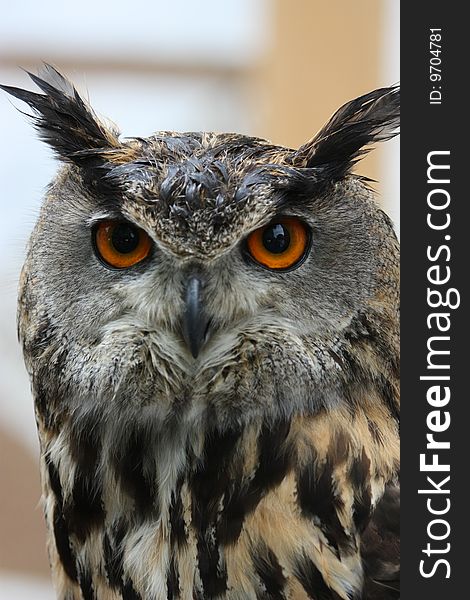 Detail of long-eared owl