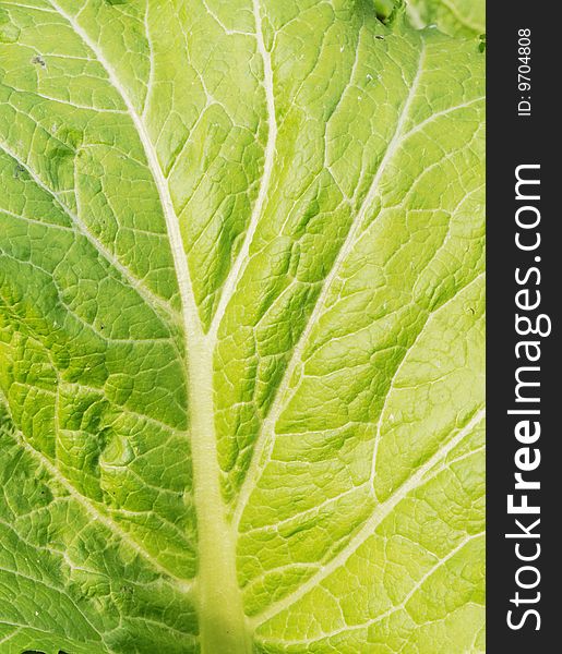 The green cabbage leaf with clear venations. The green cabbage leaf with clear venations.