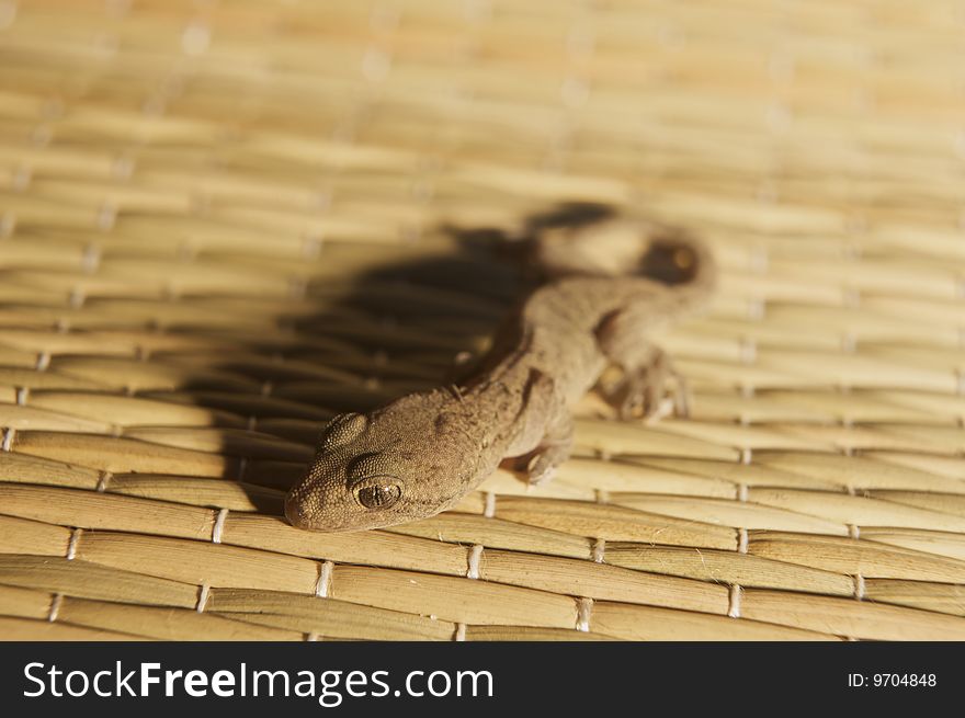 A common gecko taking refuge on a beach mat with primary focus on the nearest eye. This photo is represented on my website () at the following Please visit and provide feedback on this and related images. A common gecko taking refuge on a beach mat with primary focus on the nearest eye. This photo is represented on my website () at the following Please visit and provide feedback on this and related images.