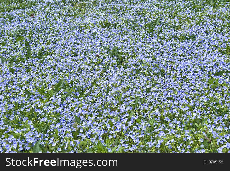 Small field blue flowers in not to a high green herb. Small field blue flowers in not to a high green herb