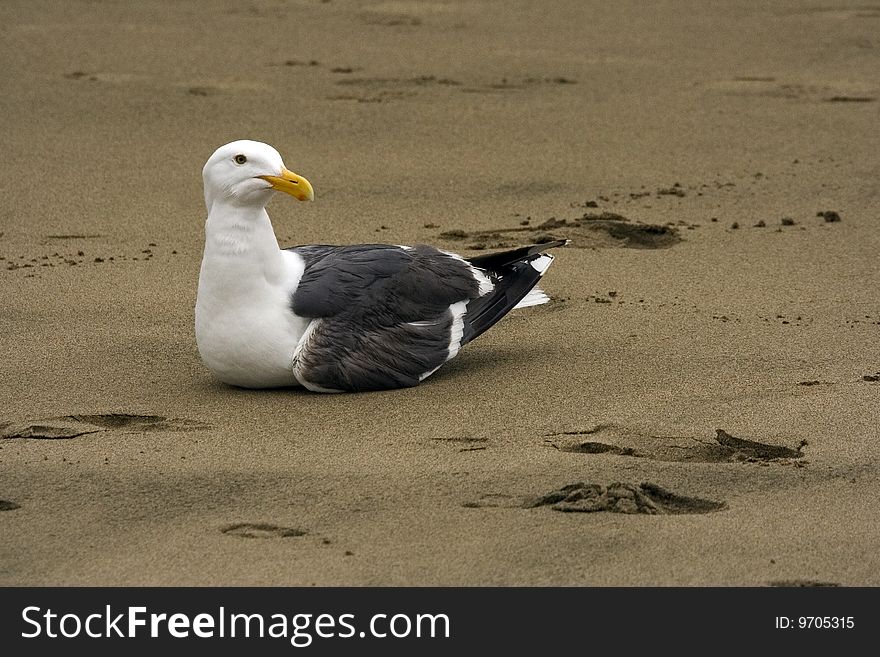 Nice white seagull alone seating on the sand. Nice white seagull alone seating on the sand