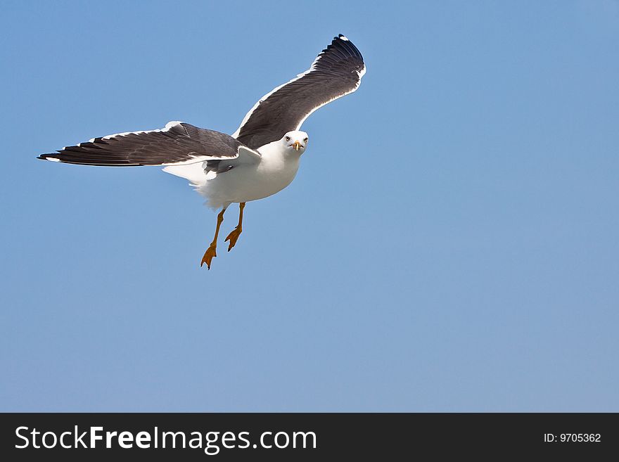 Seagull's flight on sunny day, with blue sky. Seagull's flight on sunny day, with blue sky