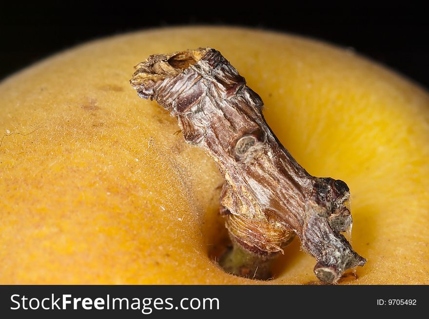 Macro closu up shot of an apricot