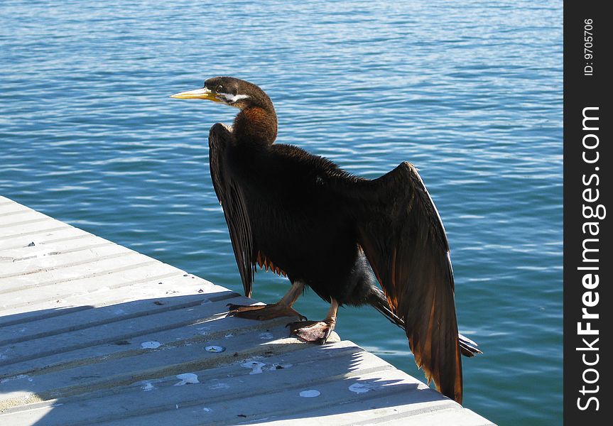 Cormorant and water