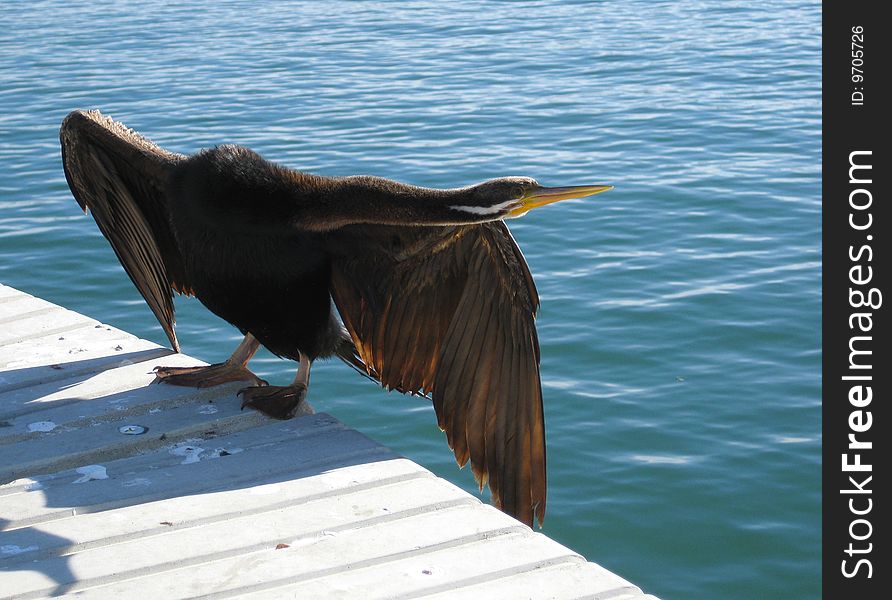 Cormorant drying it's wings in the sun. Cormorant drying it's wings in the sun