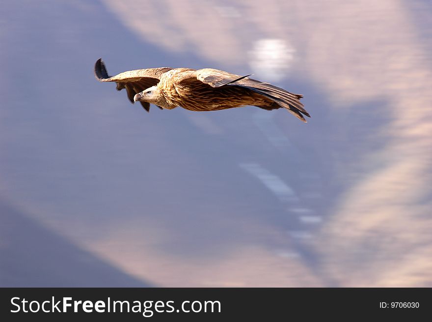 A flying condor in Tibet. A flying condor in Tibet