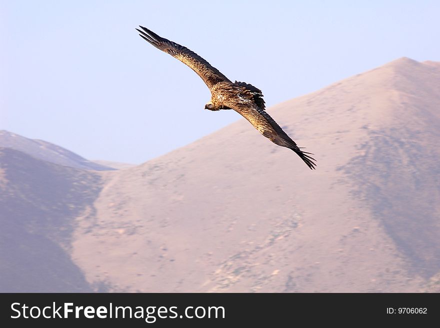 A flying condor in Tibet. A flying condor in Tibet