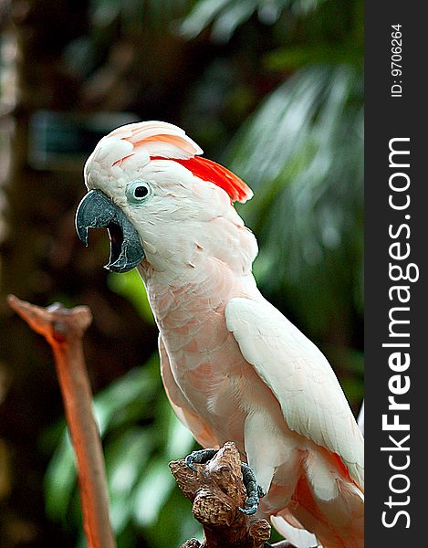 Pink cockatoo with beak wide open. Pink cockatoo with beak wide open