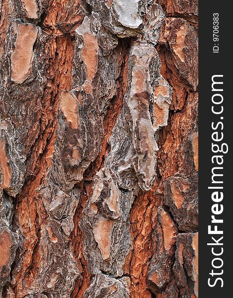 Close up of Tree bark texture
