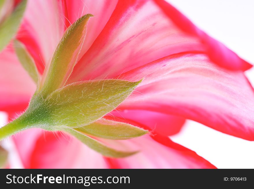 Close up of Red flower on white background