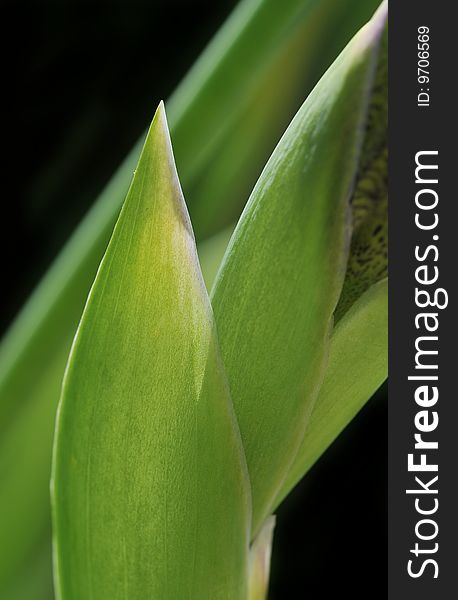 Close up of iris leaf on black background. Close up of iris leaf on black background