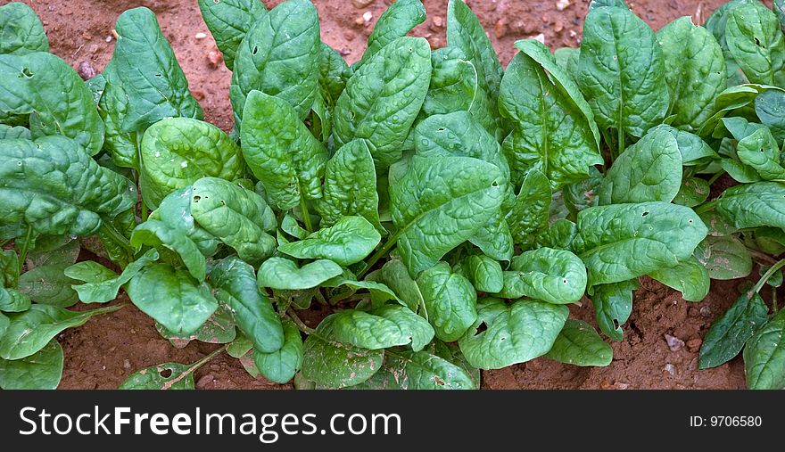 Spinach Ready For Picking