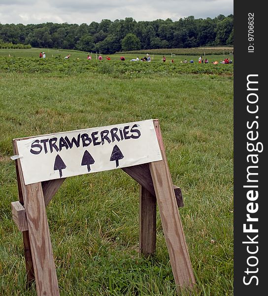 Picking Strawberries