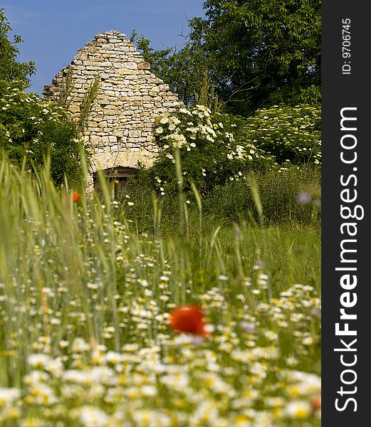 Wine cellar with spring flower in a meadow