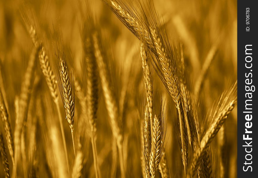 Field of wheat close up in brown color