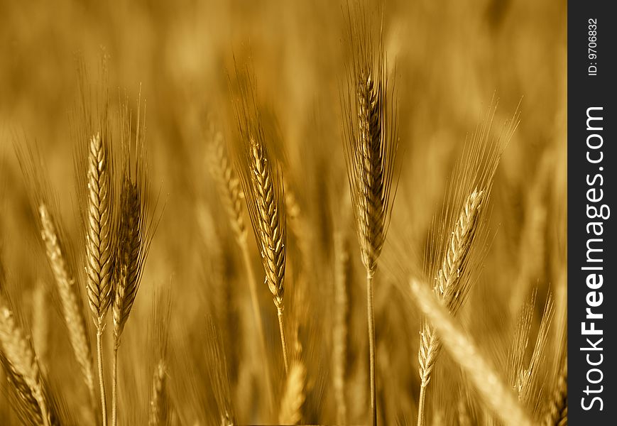 Field of wheat close up in brown color