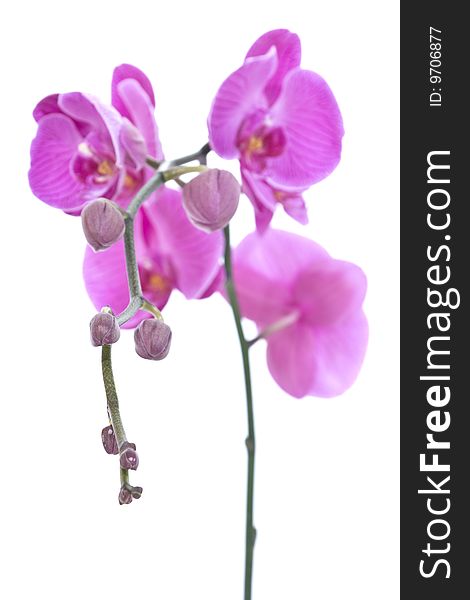 Budding stem of a pink orchid - portrait interior