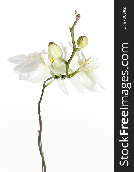 Budding stem of a white orchid - portrait interior