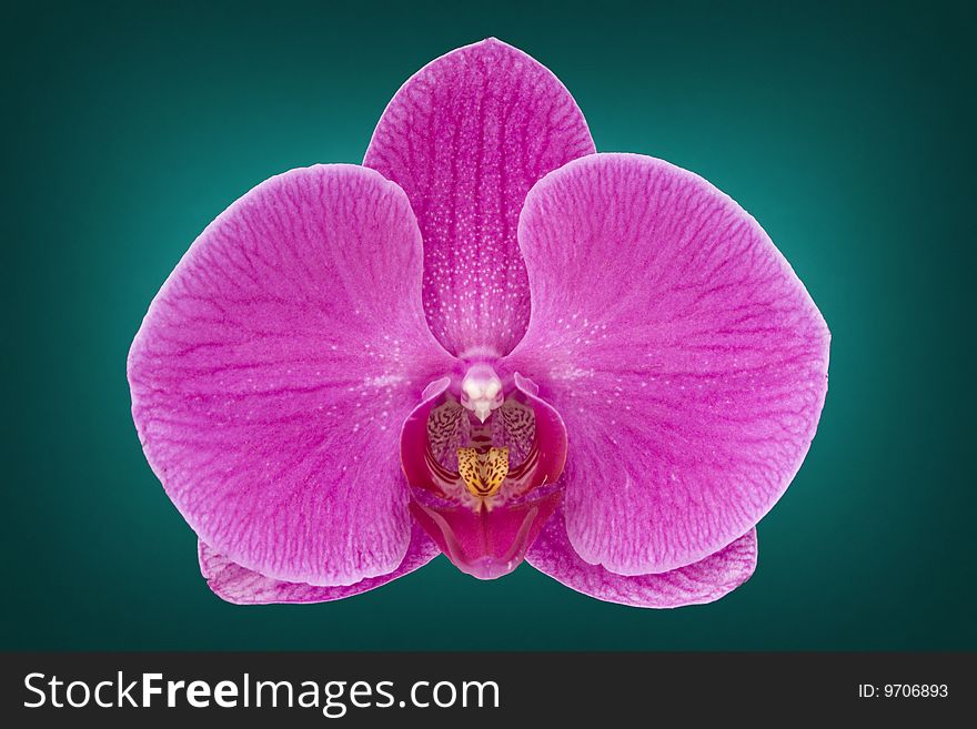 Pink orchid flower macro detail - landscape interior
