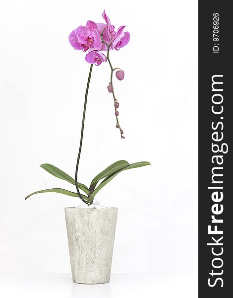 Portrait of a pink orchid in flower - portrait interior
