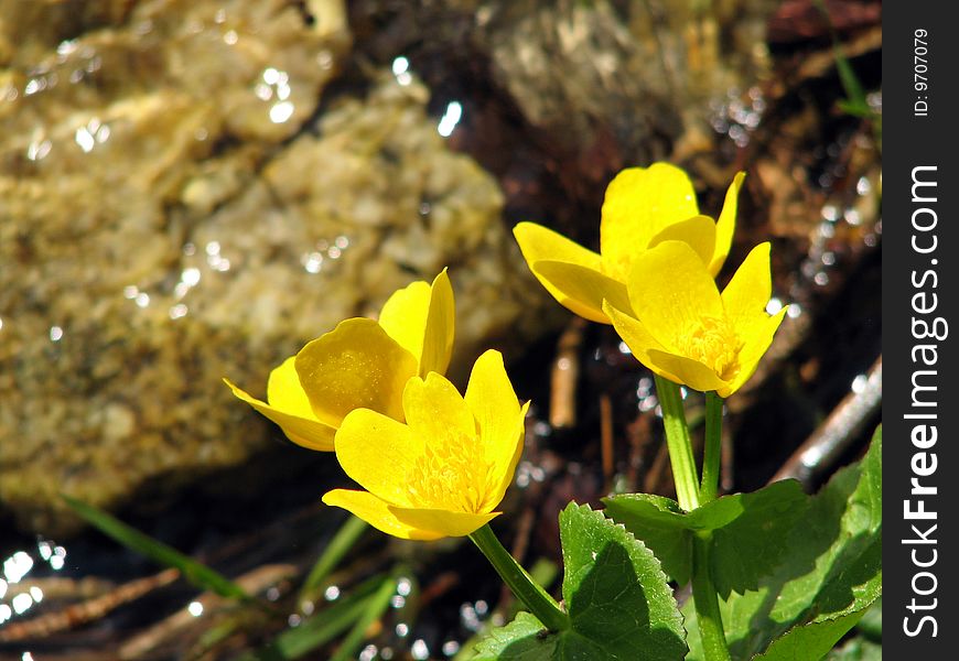 Marsh marigold flowers in shore