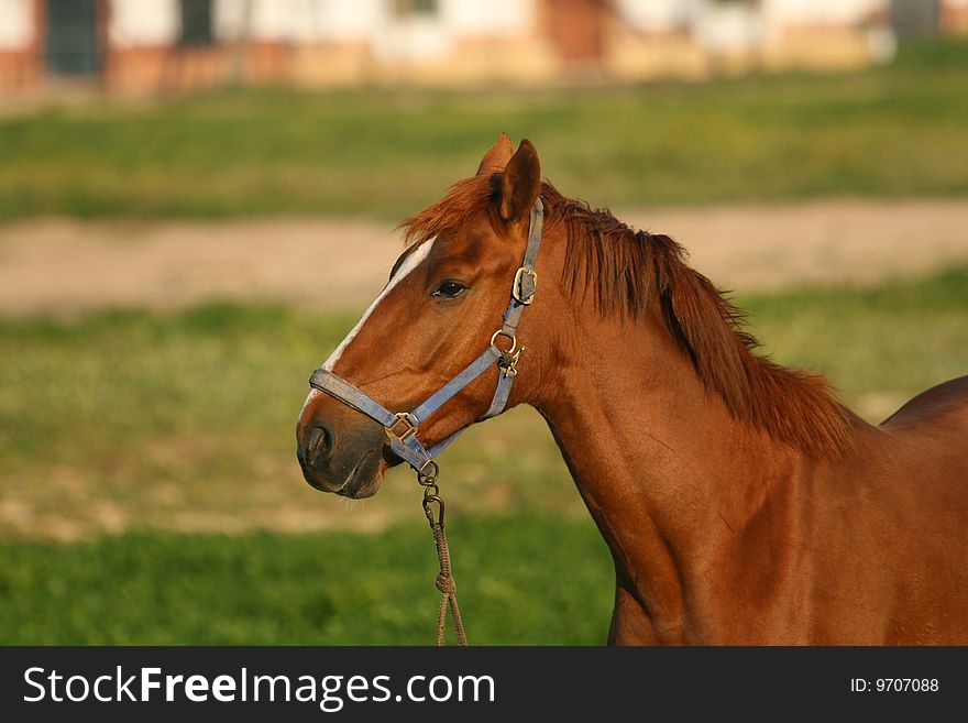 Horse head shot of a beautiful horse. Horse head shot of a beautiful horse