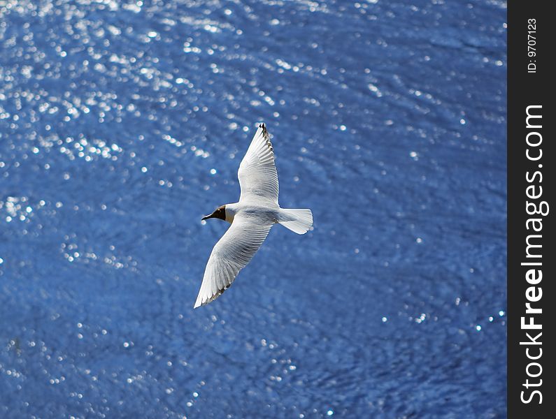 Flying seagull over sea waves