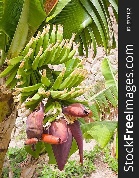 Cluster of green bananas on the palm